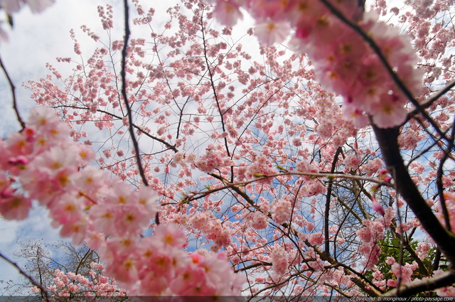 Printemps coloré
Cerisier à  fleurs
Mots-clés: printemps arbre_en_fleur cerisier couleur_rose plus_belles_images_de_printemps