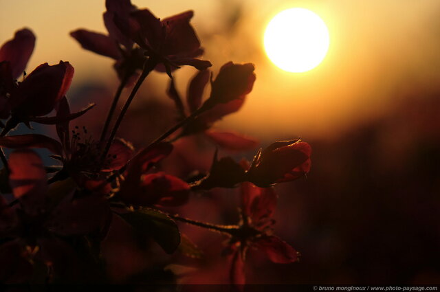 Un arbre en fleurs dans la lumière du couchant -01
Mots-clés: arbre_en_fleur printemps floraison printanier coucher_de_soleil couleur_rose couleur_jaune plus_belles_images_de_printemps