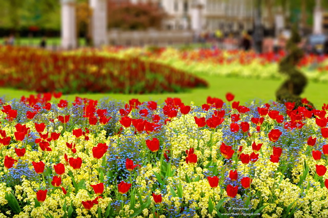 Jardin en face du Palais de Buckingham 
Londres, Royaume-Uni
Mots-clés: londres royaume_uni fleurs tulipe printemps jardin parc_londres