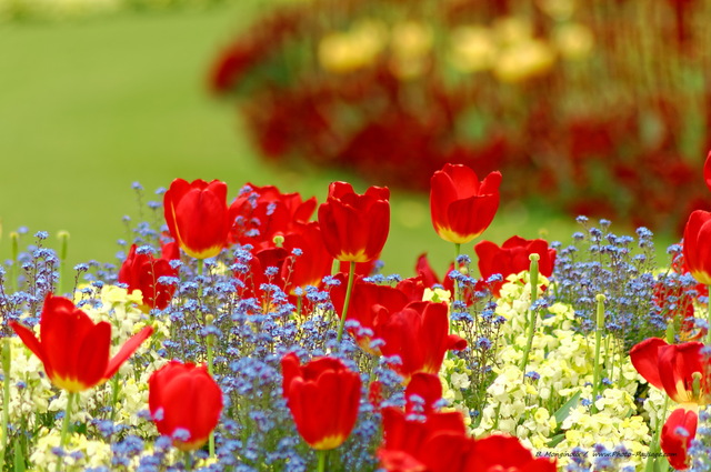 Des tulipes rouges dans le jardin situé face au palais de Buckingham
Londres, Royaume-Uni
Mots-clés: londres royaume_uni fleurs tulipe printemps jardin buckingham_palace