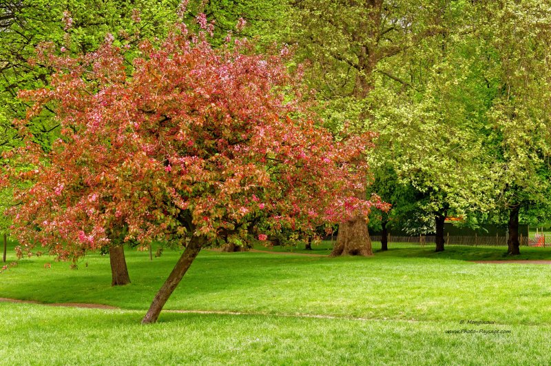 Un arbre en fleurs dans Green Park
Londres, Royaume-Uni
Mots-clés: londres royaume_uni jardin arbre_en_fleur pelouse gazon herbe printemps