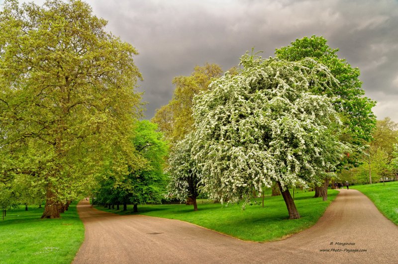 Deux allées qui se séparent autour d'un superbe arbre fleuri dans Green Park
Londres, Royaume-Uni
Mots-clés: londres royaume_uni jardin arbre_en_fleur pelouse gazon herbe chemin arbre_en_fleur printemps