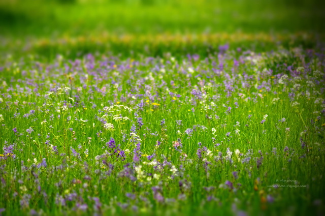 Jacinthes dans Hyde Park
Londres, Royaume-Uni
Mots-clés: londres royaume_uni jardin autres_fleurs jacinthe_des_bois champs_de_fleurs