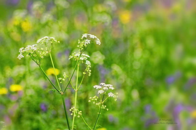 Des fleurs dans Hyde Park 
Londres, Royaume-Uni
Mots-clés: londres royaume_uni jardin autres_fleurs