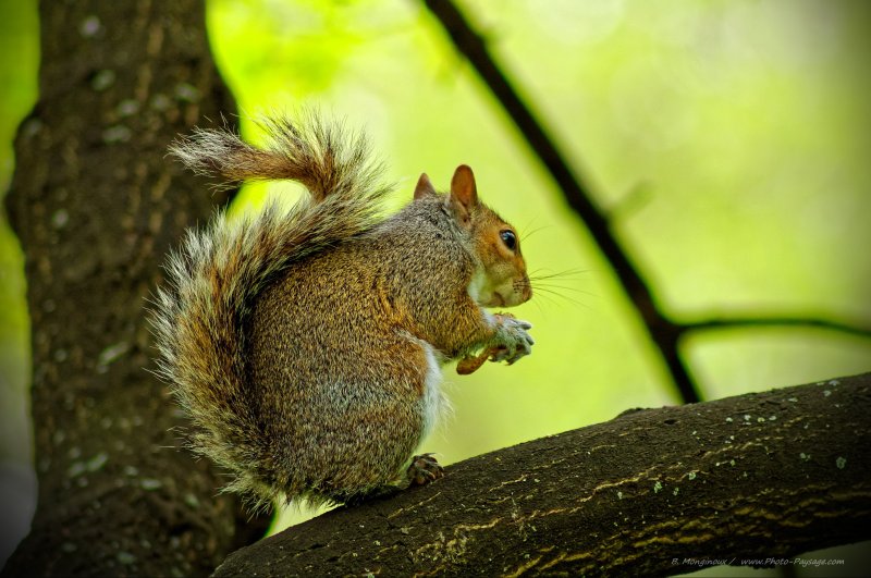 Un écureuil dans Hyde Park
Londres, Royaume-Uni
Mots-clés: londres royaume_uni jardin regle_des_tiers categ_animal ecureuil les_plus_belles_images_de_nature