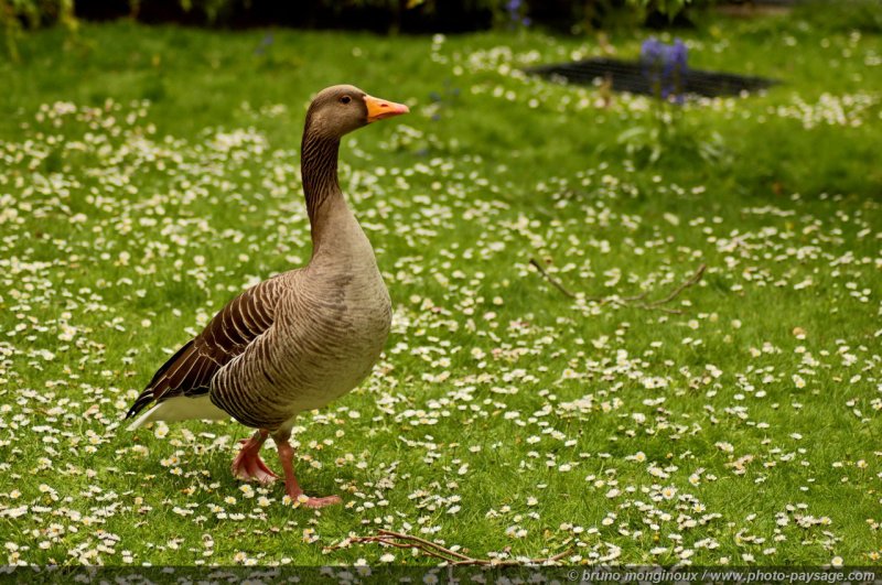 Une oie dans St James Park
Londres, Royaume-Uni
Mots-clés: londres royaume_uni jardin oie oiseau printemps autres_fleurs