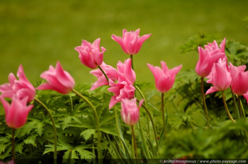 Tulipes dans St James Park
Londres, Royaume-Uni
Mots-clés: londres royaume_uni jardin tulipe