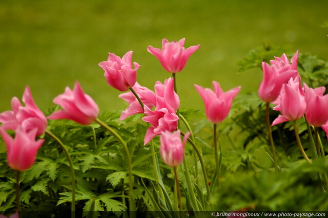 Tulipes dans St James Park
Londres, Royaume-Uni
Mots-clés: londres royaume_uni jardin tulipe