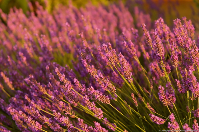 Lavande à  l'aube
Mots-clés: fleurs lavande provence categ_ete