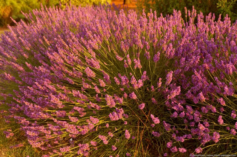 Un pied de lavande sous les premiers rayons de soleil de l'aube
Mots-clés: fleurs lavande provence categ_ete