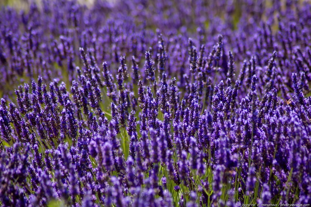 Pieds de Lavande -01
Mots-clés: fleurs lavande provence categ_ete