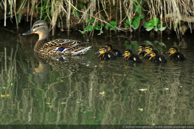 Une cane et ses canetons en file indienne dans le canal de l'Ourcq
Seine et Marne
Mots-clés: oiseau canard caneton cane printemps canal ourcq seine_et_marne nature