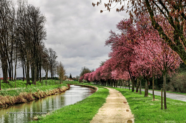 Cerisiers en fleur au bord du canal de l'Ourcq
Seine et Marne

[Le printemps en image]
Mots-clés: seine_et_marne ile_de_france canal ourcq cerisier arbre_en_fleur printemps alignement_d_arbre les_plus_belles_images_de_nature