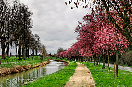 Cerisiers_en_fleur_au_bord_du_canal_de_l_Ourcq_-1.JPG