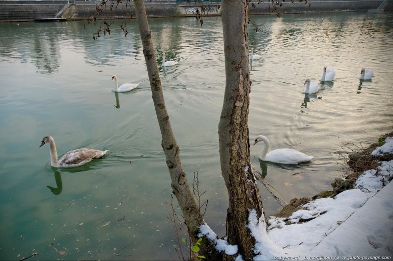 Cygnes au bord de la Marne -1
Mots-clés: riviere oiseau cygne sauvage marne hiver neige
