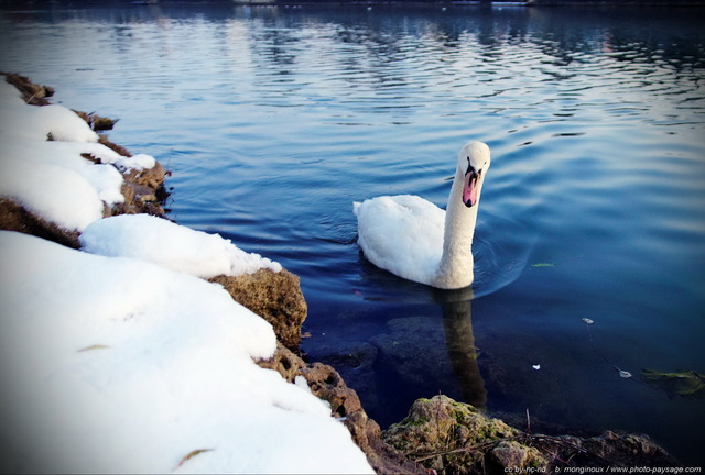 Cygne au bord de la Marne -4
Mots-clés: riviere oiseau cygne sauvage marne hiver neige matin regle_des_tiers