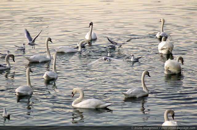 Cygnes et mouettes sur la Marne
Bry-Sur-Marne, Val de Marne
Mots-clés: oiseau cygne mouette riviere marne