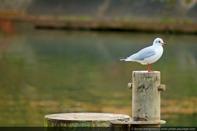 Une mouette en bord de Marne
Mots-clés: marne categ_riv_marne oiseau mouette