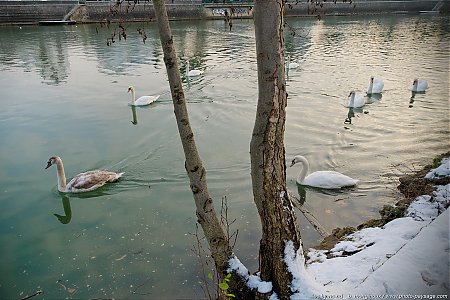 Cygnes_au_bord_de_la_Marne_-1.jpg