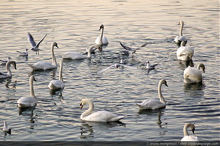 Cygnes_et_mouettes_a_Bry-sur-Marne_-1.jpg