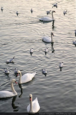 Cygnes_et_mouettes_a_Bry-sur-Marne_-2.jpg