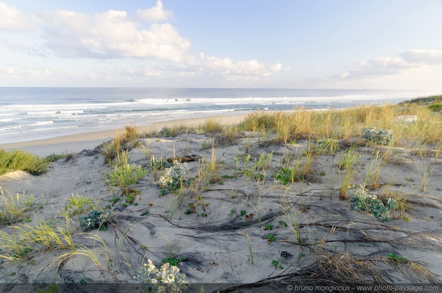 Dans les dunes - Biscarrosse plage -01
[Côte Aquitaine]
Mots-clés: aquitaine littoral atlantique bord_de_mer biscarrosse plage landes sable ocean dune vegetation_dunaire