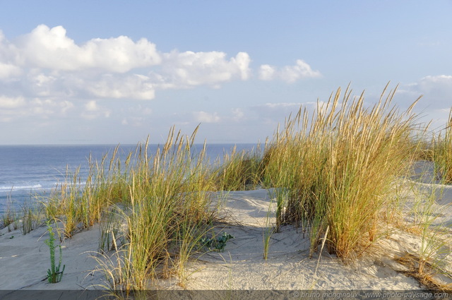 Dans les dunes - Biscarrosse plage -03
[Côte Aquitaine]
Mots-clés: aquitaine littoral atlantique bord_de_mer biscarrosse plage ocean landes sable dune vegetation_dunaire les_plus_belles_images_de_nature