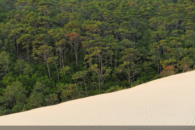 La forêt au pied de la dune
Dune du Pyla
[La côte Aquitaine]
Mots-clés: dune_du_pyla aquitaine plage sable gascogne littoral atlantique foret_landaise landes