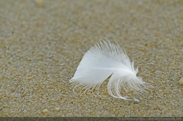 Plume de mouette  - Biscarrosse plage
[Côte Aquitaine]
Mots-clés: aquitaine littoral atlantique bord_de_mer biscarrosse plage ocean landes mouette plume oiseau sable