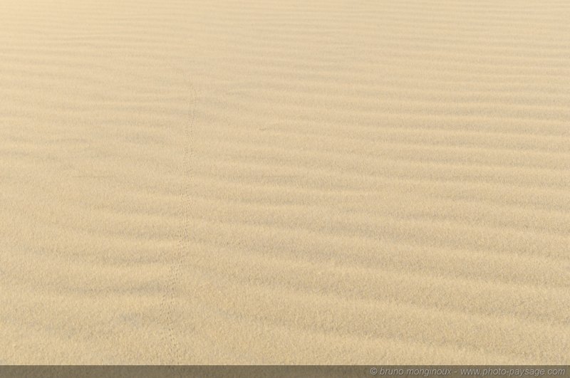 Texture sur sable -06
Dune du Pyla
[La côte Aquitaine]
Mots-clés: littoral atlantique mer ocean gascogne aquitaine dune_du_pyla sable texture landes