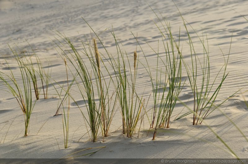 Végétation dunaire -01
Dune du Pyla
[La côte Aquitaine]
Mots-clés: littoral atlantique mer ocean gascogne aquitaine dune_du_pyla vegetation_dunaire landes