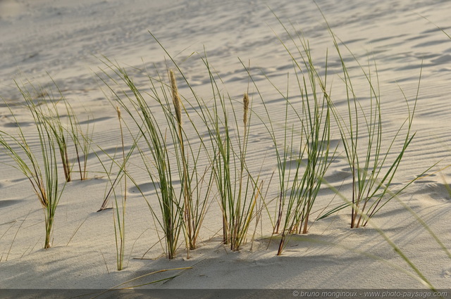 Végétation dunaire -01
Dune du Pyla
[La côte Aquitaine]
Mots-clés: littoral atlantique mer ocean gascogne aquitaine dune_du_pyla vegetation_dunaire landes