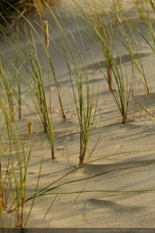 Végétation dunaire -02
Dune du Pyla
[La côte Aquitaine]
Mots-clés: littoral atlantique mer ocean gascogne aquitaine dune_du_pyla vegetation_dunaire landes cadrage_vertical
