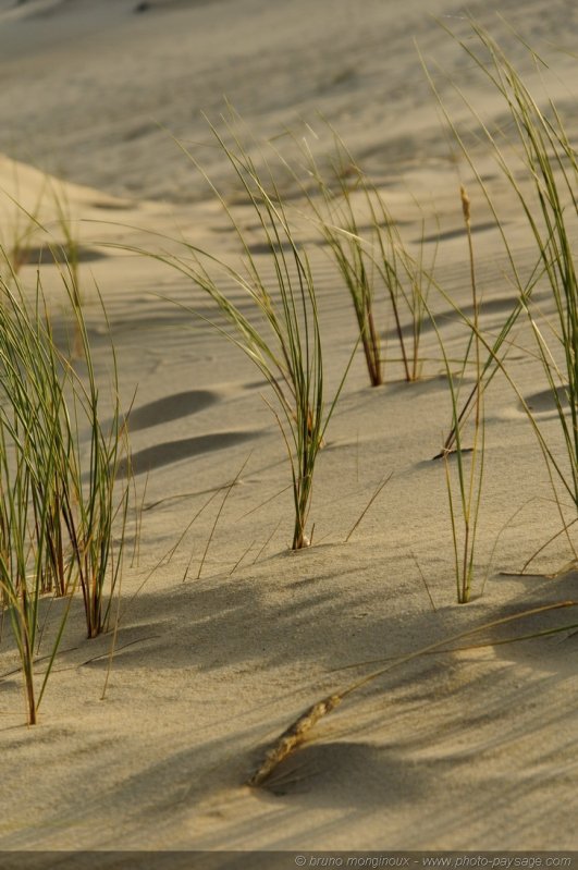 Végétation dunaire -03
Dune du Pyla
[La côte Aquitaine]
Mots-clés: littoral atlantique mer ocean gascogne aquitaine dune_du_pyla vegetation_dunaire landes cadrage_vertical