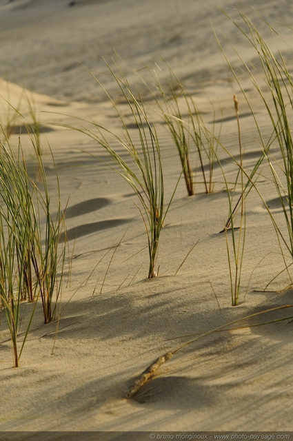 Végétation dunaire -03
Dune du Pyla
[La côte Aquitaine]
Mots-clés: littoral atlantique mer ocean gascogne aquitaine dune_du_pyla vegetation_dunaire landes cadrage_vertical