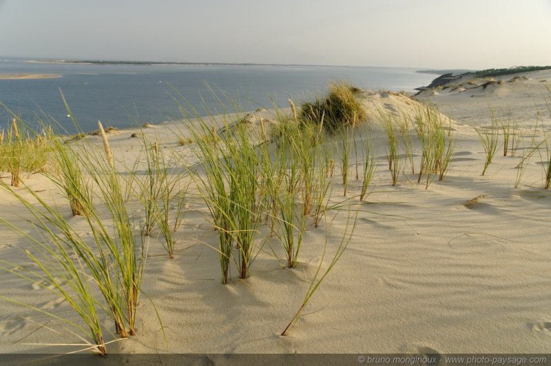 Végétation dunaire -04
Dune du Pyla
[La côte Aquitaine]
Mots-clés: littoral atlantique mer ocean gascogne aquitaine dune_du_pyla vegetation_dunaire landes