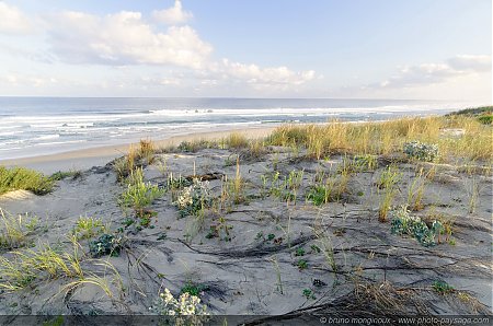 Dans_les_dunes_-_Biscarrosse_plage_-01.JPG