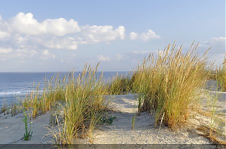 Dans les dunes - Biscarrosse plage -03

[CÃ´te Aquitaine]