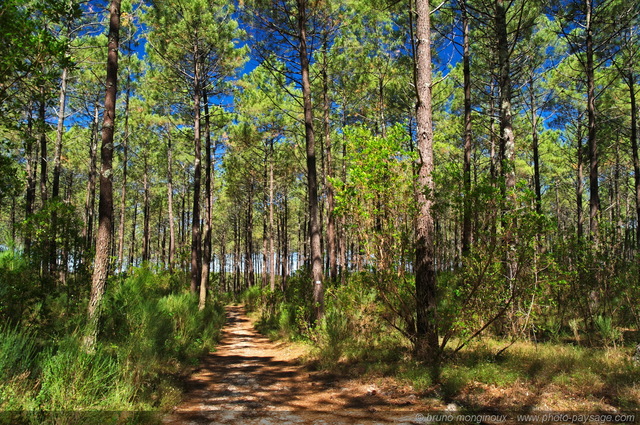 Promenade dans la forêt landaise -03
[Paysage d'Aquitaine]
Mots-clés: foret_landaise aquitaine promenade sentier marche conifere landes