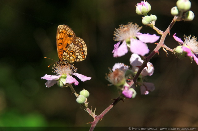 Un papillon et une fourmi sur une fleur...
Les sous-bois de la forêt landaise.
[Paysage d'Aquitaine]
Mots-clés: foret_landaise aquitaine papillon fourmi insecte fleurs sauvage autres_fleurs landes