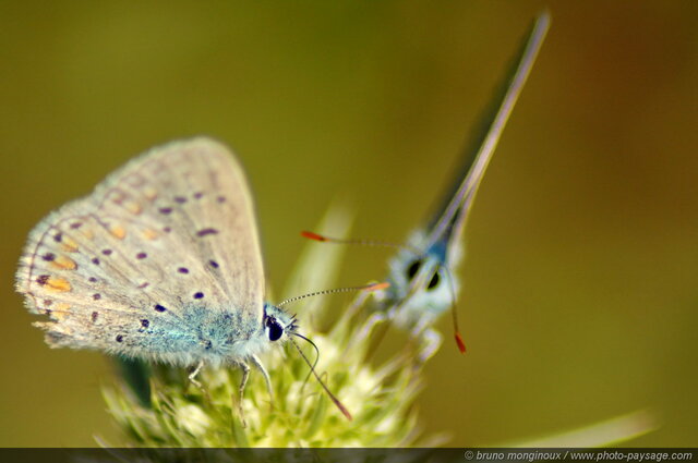 Couple de Papillons
Causse Méjean, Lozère
Mots-clés: insecte cevennes causse_mejean lozere papillon