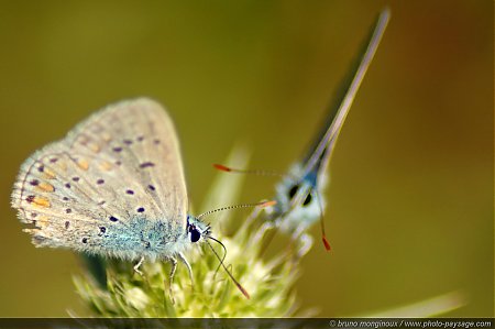 Couple_de_Papillons.JPG