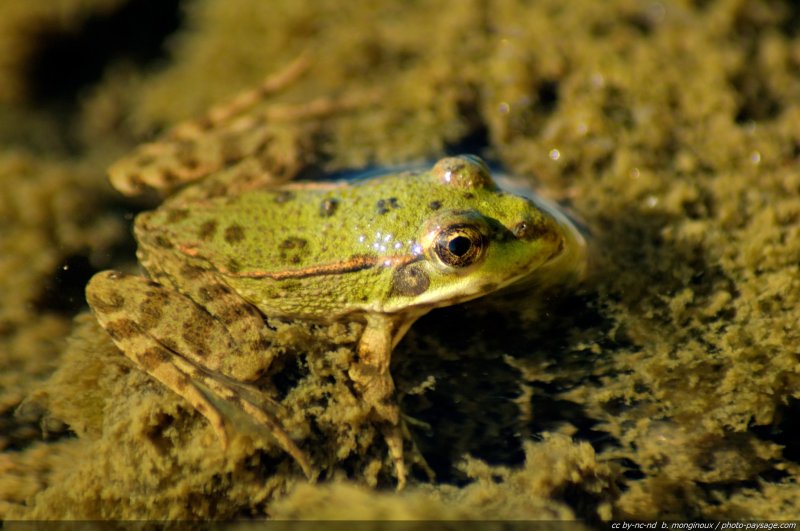 Grenouille verte
Bords de Loire
Mots-clés: Loire fleuve animal grenouille