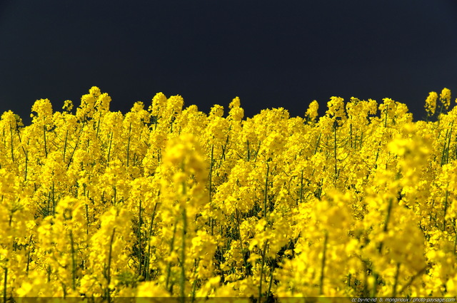 Colza en fleurs
La campagne en àŽle-de-France.

Mots-clés: champs_de_fleurs fond_d_ecran_hd colza fleurs printemps couleur_jaune champs_en_fleurs campagne champs rural ile-de-france ile_de_france rural campagne
