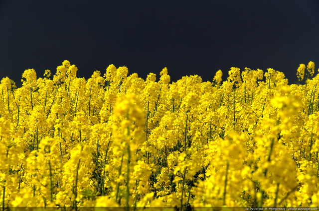 Colza en fleurs
La campagne en Île-de-France.

Mots-clés: champs_de_fleurs fond_d_ecran_hd colza fleurs printemps couleur_jaune champs_en_fleurs campagne champs rural ile-de-france ile_de_france rural campagne