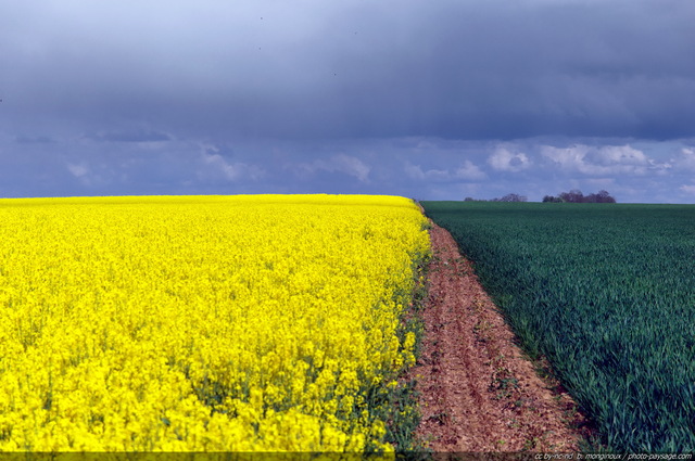 Entre deux champs...
La campagne en Île-de-France.

Mots-clés: champs_de_fleurs fond_d_ecran_hd colza fleurs printemps couleur_jaune couleur_vert champs_en_fleurs campagne champs rural ile-de-france ile_de_france rural campagne