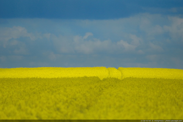 Un chemin à travers un champs de colza en fleurs 
La campagne en Île-de-France.

Mots-clés: champs_de_fleurs chemin_a_travers_champs fond_d_ecran_hd colza fleurs couleur_jaune printemps champs_en_fleurs campagne champs rural ile-de-france ile_de_france rural campagne