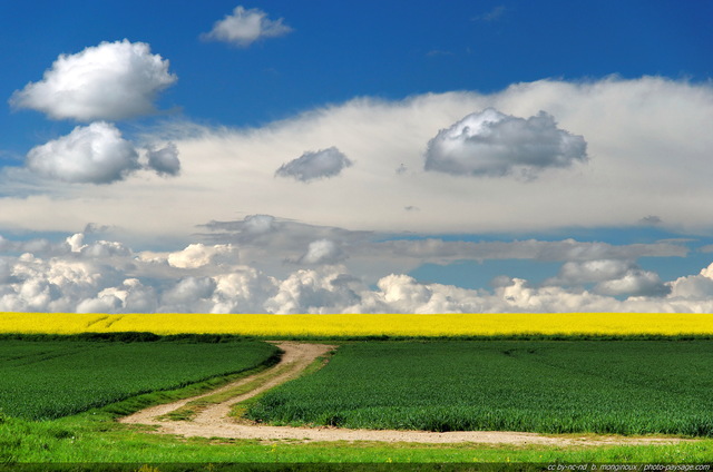 Chemin de campagne et champs en fleur
La campagne en Île-de-France.

Mots-clés: minimaliste chemin_a_travers_champs ciel_d_en_bas fond_d_ecran_hd colza fleurs couleur_jaune ciel nuage couleur_vert couleur_bleu couleur_blanc printemps champs_en_fleurs campagne champs rural ile-de-france ile_de_france rural campagne