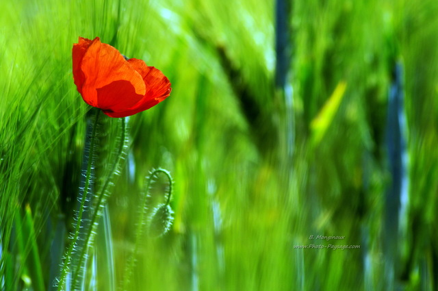 Coquelicots dans un champs -01
Essonne, Ile-de-France
Mots-clés: regle_des_tiers essonne printemps fleurs coquelicot champs campagne culture cereales plus_belles_images_de_printemps