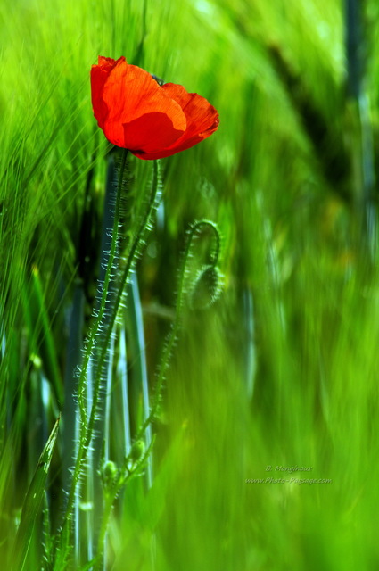 Coquelicots dans un champs -02
Essonne, Ile-de-France
Mots-clés: essonne printemps fleurs coquelicot champs campagne culture cereales cadrage_vertical